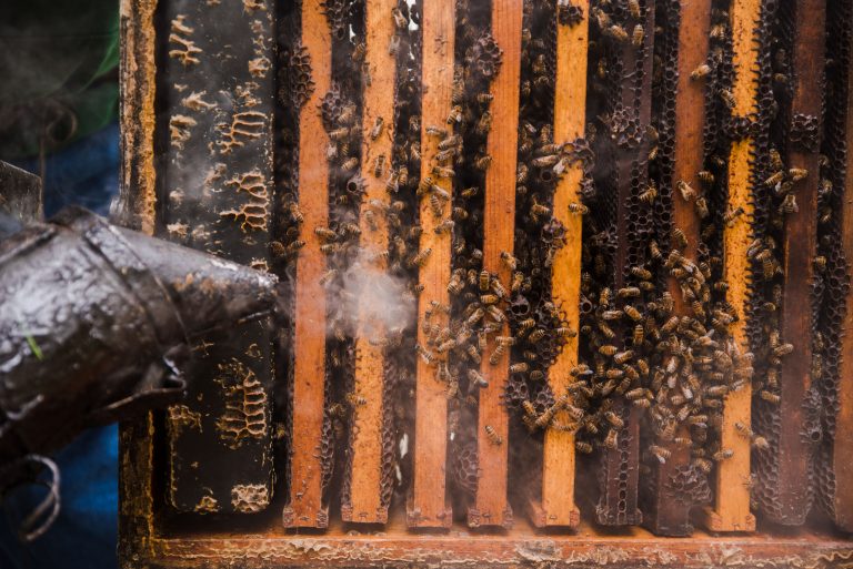 The smoker is used to coax the bees out of the hive.