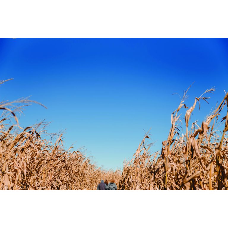 There’s not a cloud in sight on an October morning at Skelly’s Family Farm in Janesville, Wis.