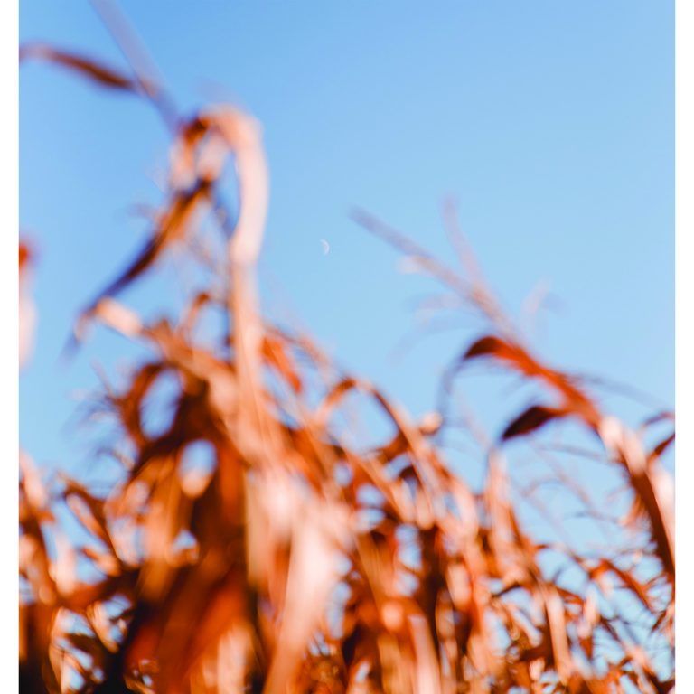 The moon peeks through the tips of the corn stalks of Skelly’s Time Travel Maze. At its full height, the stalks reach 10 to 12 feet.