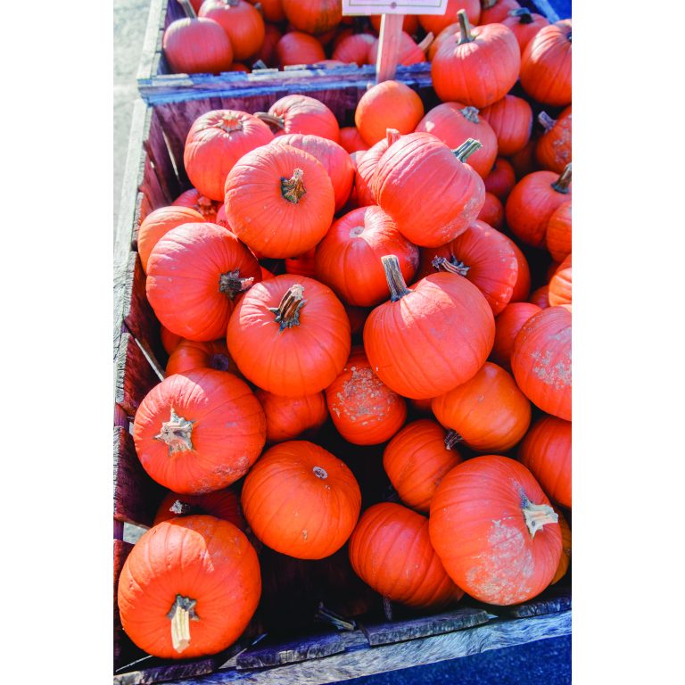 Pumpkin-pie pumpkins sold at the market create perfect centerpieces – and pies!