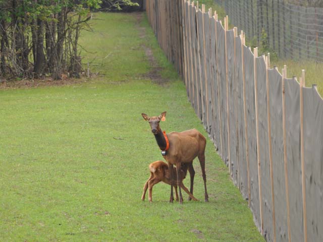 A calf nursing on its mother.