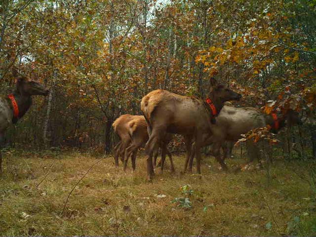 A cow group in Jackson County.
